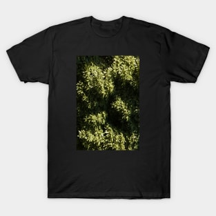 Green Leaves Tree Canopy High Above T-Shirt